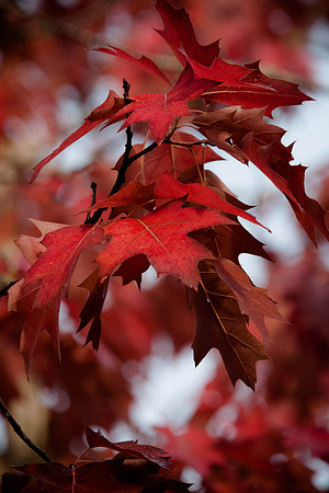 _MG_0558